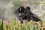 AKITA AMERICAIN 116